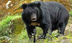  अछाममा भालुको आक्रमणबाट दुई किशोरी घाइते